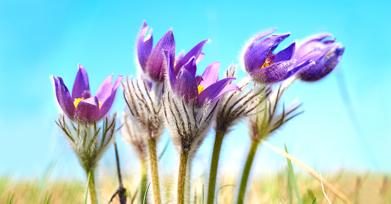 Pulsatilla in Omeopatia