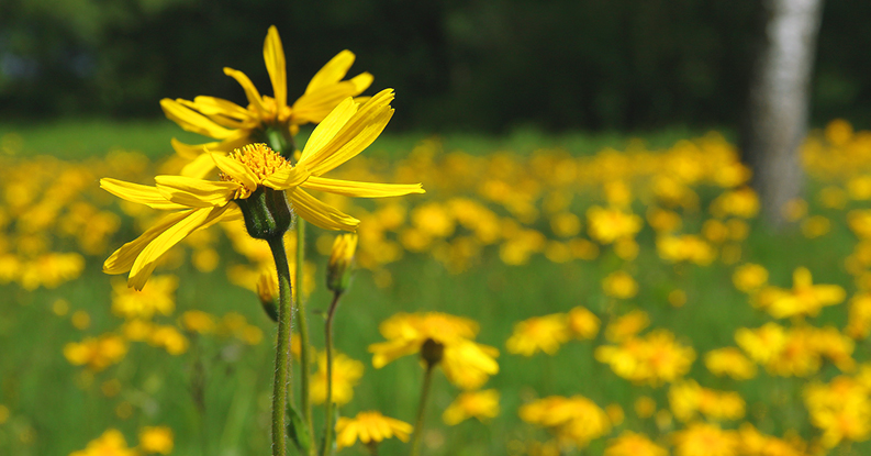 Arnica montana: studio pubblicato su PLOS ONE
