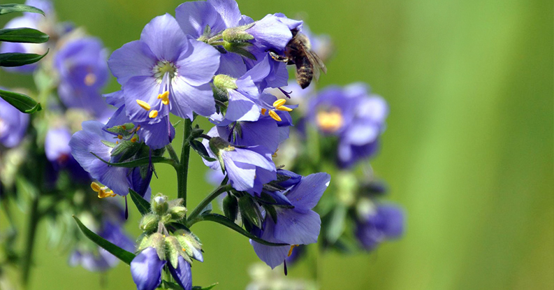 Staphysagria rimedio omeopatico