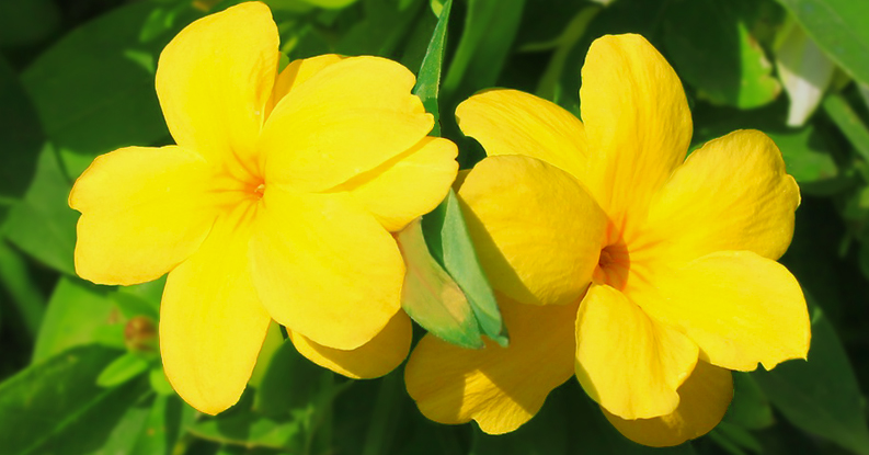 Gelsemium: rimedio omeopatico