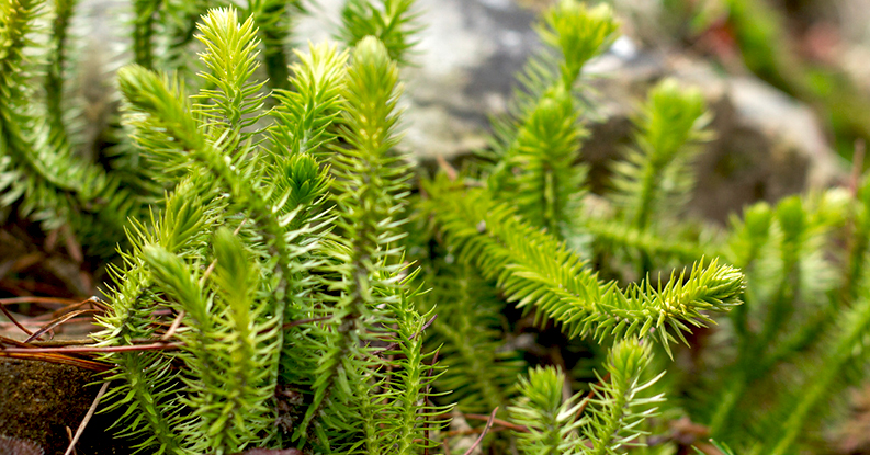Lycopodium clavatum e Omeopatia