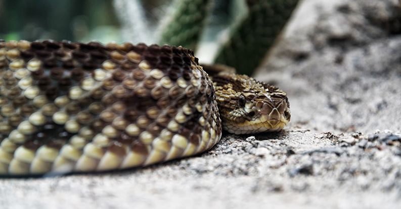 Lachesis: rimedio omeopatico