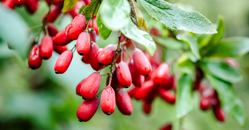 Berberis in Omeopatia