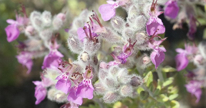 Teucrium marum in Omeopatia