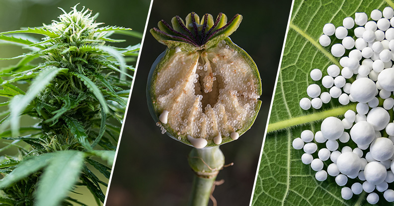 Seminario 'Le droghe in Omeopatia'