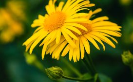 Arnica Montana